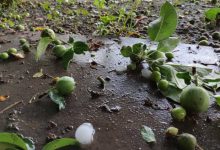 Photo of Perju anunță că agricultorii ar putea rămâne fără despăgubiri după ploile torențiale din iulie: Este o sumă mare