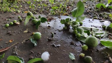 Photo of Livezi distruse și semănături compromise. Localitățile unde agricultorii au rămas fătă sute de hectare de culturi după ploile de la începutul lui iulie