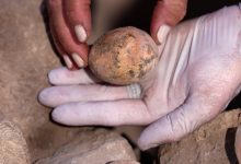 Photo of Arheologii au descoperit un ou de găină intact, vechi de 1000 de ani