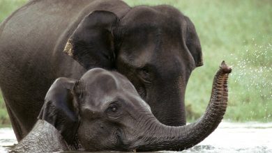 Photo of 28 de elefanți din India, testați la COVID, după moartea unei leoaice confirmată pozitiv