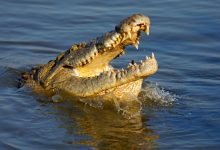 Photo of Un bărbat ce obișnuia să hrănească crocodilii a ajuns să fie mâncat de ei
