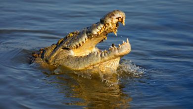 Photo of Un bărbat ce obișnuia să hrănească crocodilii a ajuns să fie mâncat de ei