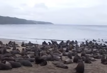 Photo of Au fugit de orci, dar au dat de oameni curioși. Sute de lei de mare au invadat o plajă, iar turiștii parcurg chiar și 500 km ca să îi vadă