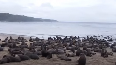 Photo of Au fugit de orci, dar au dat de oameni curioși. Sute de lei de mare au invadat o plajă, iar turiștii parcurg chiar și 500 km ca să îi vadă