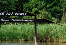 Photo of foto | În Pădurea Domnească a apărut „un zimbru nou”. Când va putea fi vizitat