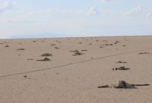 Photo of video | Turcia: Peste 1500 de pui de flamingo, găsiți morți în lacul Tuz