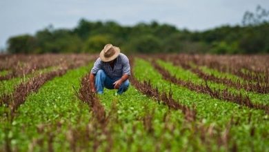 Photo of Ședere legală, concediu și prestații sociale! Moldovenii care merg la munci sezoniere agricole în Germania vor fi asigurați