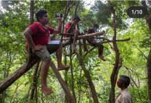 Photo of Urcă la nouă metri în copaci și traversează păduri cu leoparzi. Școala online într-un sat din Sri Lanka