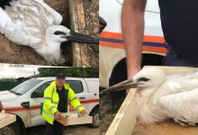 Photo of video | Au avut noroc de oameni cu inimă mare! Trei pui de cocostârc, salvați după ce au fost dați jos din cuib de vânt