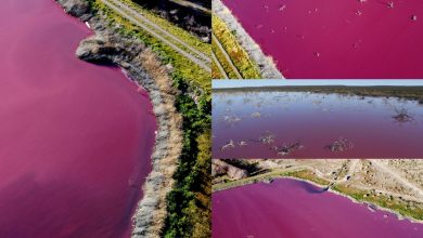 Photo of Efectele devastatoare ale poluării: Un lac din Patagonia a devenit roz. Motivul colorării apei