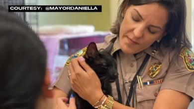 Photo of Pisica „cu nouă vieți”. Felina Binx, găsită vie după 16 zile printre ruinele imobilului prăbușit la Miami