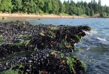 Photo of „Au fiert” pur și simplu pe plajă. Miliarde de vietăți marine, ucise de arșița din Canada