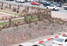 Photo of video, foto | Bătaie între două bande de maimuțe pe străzile din Thailanda