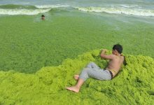 Photo of foto | Turiștii înoată prin alge. Cum arată o plajă din China după ce a fost invadată de plantele verzi