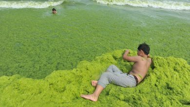 Photo of foto | Turiștii înoată prin alge. Cum arată o plajă din China după ce a fost invadată de plantele verzi