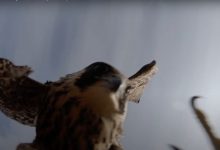 Photo of foto, video | Dronă, atacată la 700 de metri altitudine de un șoim și dusă în gheare pe pământ