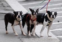 Photo of Proprietarii de câini din Tel Aviv, obligați să ofere mostre din ADN-ul animalului: Cum încearcă autoritățile să păstreze orașul curat