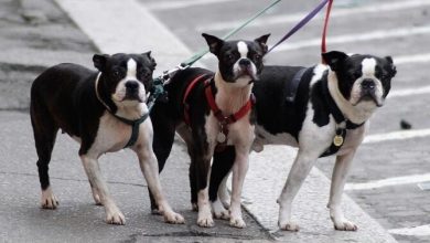 Photo of Proprietarii de câini din Tel Aviv, obligați să ofere mostre din ADN-ul animalului: Cum încearcă autoritățile să păstreze orașul curat