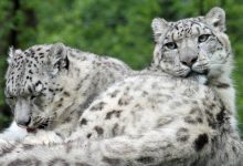 Photo of Un leopard al zăpezii din grădina zoologică din San Diego, testat pozitiv cu COVID-19