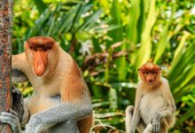 Photo of studiu |  Un virus al maimuţelor similar cu Ebola este „pregătit” să treacă la om. Ar putea crea o nouă pandemie