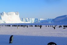 Photo of Studiu: Microparticule de plastic, identificate în dieta pinguinilor din Antarctica