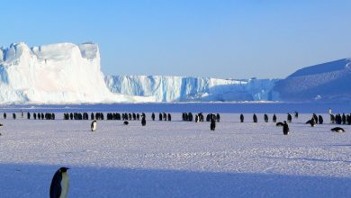 Photo of Studiu: Microparticule de plastic, identificate în dieta pinguinilor din Antarctica