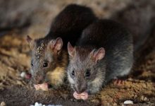 Photo of Bărbat din România, infectat cu hantavirus. A fost internat în stare foarte gravă