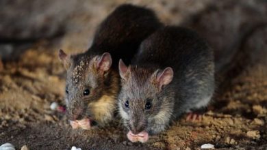 Photo of Bărbat din România, infectat cu hantavirus. A fost internat în stare foarte gravă