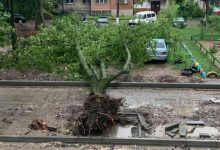 Photo of Un copac, smuls de vânt din rădăcini la Botanica. S-a prăbușit peste mai multe vehicule