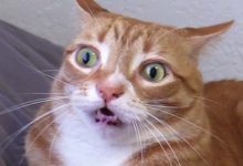 Photo of O pisică a devenit virală pe TikTok după ce a intrat în casa greșită. Cum a recționat felina