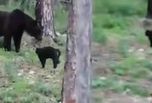 Photo of video | „Vasea, nu trebuie”. Momentul în care un motan încearcă să zgârie și să alunge un urs