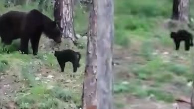 Photo of video | „Vasea, nu trebuie”. Momentul în care un motan încearcă să zgârie și să alunge un urs
