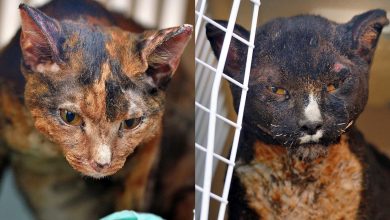 Photo of foto, video | Incendii dezastruoase în Siberia: Pisicile, gata să cadă în mlaștină încercând să își răcorească lăbuțele