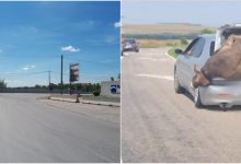 Photo of foto | Imagini atipice surprinse pe o autostradă. O vacă şi un berbec, înghesuiți în portbagajul unei maşini