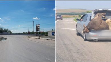 Photo of foto | Imagini atipice surprinse pe o autostradă. O vacă şi un berbec, înghesuiți în portbagajul unei maşini