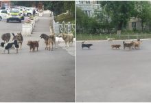 Photo of foto | Fetiță, atacată de „20 de maidanezi” în centrul orașului. Autoritățile locale, acuzate de pasivitate: E nevoie de jertfe ca să-i mai răriți?