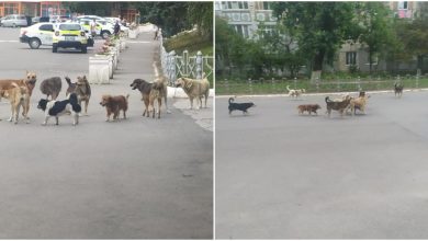 Photo of foto | Fetiță, atacată de „20 de maidanezi” în centrul orașului. Autoritățile locale, acuzate de pasivitate: E nevoie de jertfe ca să-i mai răriți?