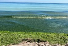 Photo of foto | Plajele României au devenit verzi. Cantitate uriașă de alge în Olimp, Mangalia și Vama Veche