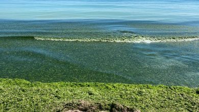 Photo of foto | Plajele României au devenit verzi. Cantitate uriașă de alge în Olimp, Mangalia și Vama Veche