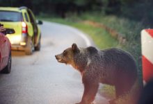 Photo of video | Fotografia cu un urs îl putea costa viața. Un bărbat, cât pe ce să fie rănit de animal pe Transfăgărășan