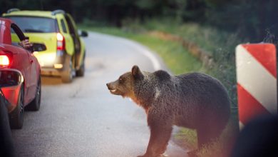 Photo of video | Fotografia cu un urs îl putea costa viața. Un bărbat, cât pe ce să fie rănit de animal pe Transfăgărășan