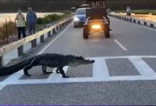 Photo of video | Exemplu pentru pietoni? Un aligator, surprins cum trece regulamentar strada