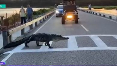 Photo of video | Exemplu pentru pietoni? Un aligator, surprins cum trece regulamentar strada