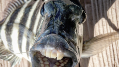 Photo of Un pește extrem de rar cu „dinți de om”,  prins în Carolina de Nord
