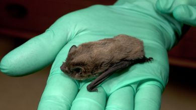 Photo of A călătorit 2000 de kilometri, dar o pisică i-a venit de hac. Un liliac a zburat de la o grădină zoologică din Londra în Rusia