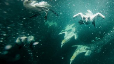 Photo of foto | Imagini inedite. Momentul în care sute de corbi albi de mare plonjează în apă pentru a prinde pește