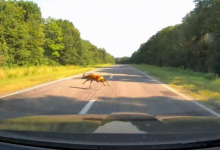 Photo of video | Atenție la căprioare! Unui șofer i-a sărit una chiar în fața mașinii