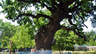 Photo of Stejarul de la Cobîlea s-a ales cu urmași la 700 de ani. Unde crește „feciorul” arborelui care l-a adăpostit pe Ștefan Vodă sub coroană?
