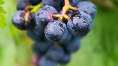 Photo of Fierbinte, ploioasă, cu aromă de prune și struguri. Prognozele meteorologilor pentru această săptămână