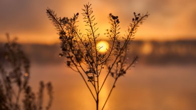 Photo of Canicula și aversele se prind în dans: Ce temperaturi sunt prognozate pentru această săptămână